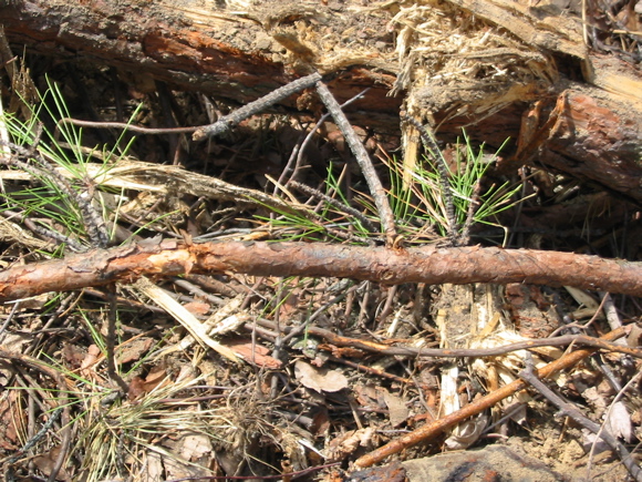 Close-up of damaged pitch pine