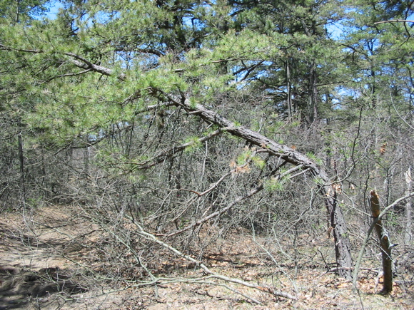 Broken pitch pine