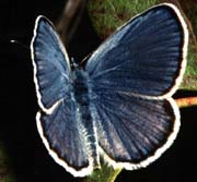 Karner Blue Butterfly