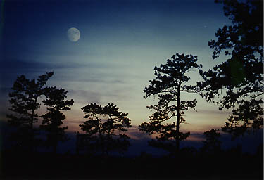 A beautiful photograph of the Pine Bush