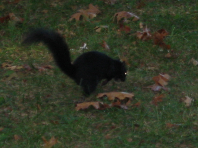 A black squirrel